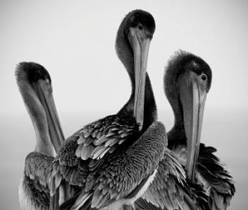 'Three Pelicans' by Wayne Wong (USA). 'Three Pelicans' by Wayne Wong (USA).