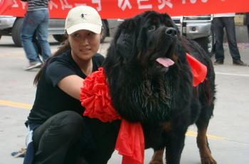 A Tibetan Mastiff was sold for $600,000 to a wealthy Chinese woman identified by the surname Wang. Mrs. Wang poses with her new dog at the Xi'an airport. (STR/AFP/Getty Images)