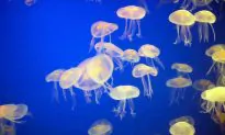 Man-Made Structures May Encourage Jellyfish Blooms