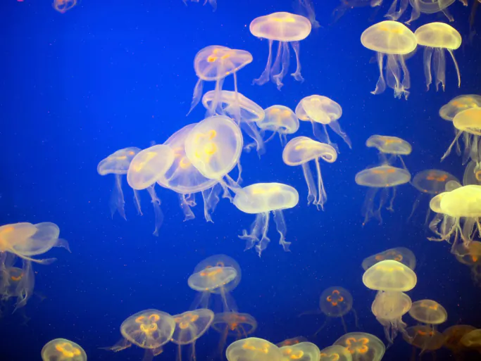 Man-Made Structures May Encourage Jellyfish Blooms