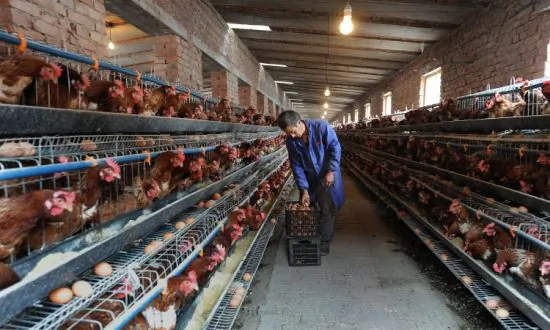 Chinese KFC Chicken Supplier in Feed Scandal