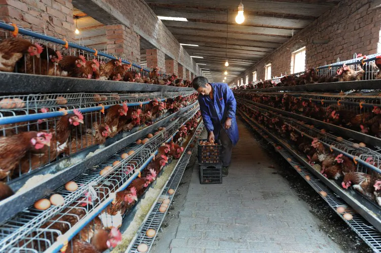 A Chinese farmer collect eggs at a chicken farm in Hefei in eastern China's Anhui province in November 2009. A recent report published Nov. 22, 2012, said that a chicken supplier to KFC used harmful chemical additives, sparking food safety concerns. (STR/AFP/Getty Images)