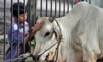 Australians Protest Live Exports to Indonesia