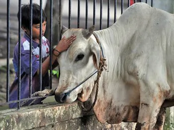 Australians Protest Live Exports to Indonesia