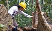 Man Opposing Illegal Logging in Amazon Murdered by Loggers