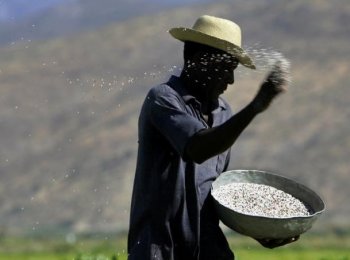 A Haitian farmer throws fertilizer on a rice field in the Artibonite valley in central Haiti. Haitian farmers fear rice paddies might be infected with the cholera bacteria and are therefore refusing to work the fields, risking the loss of the rice harvest (Roberto Schmidt/Getty Images)