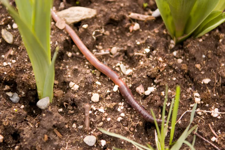 Earthworms can make nano-semiconductors called quantum dots when fed soil that contains heavy metals. (Shaun Lowe/Photos.com)