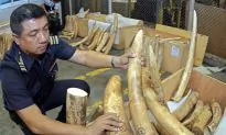 Asian Countries Driving Rhino, Elephant Poaching