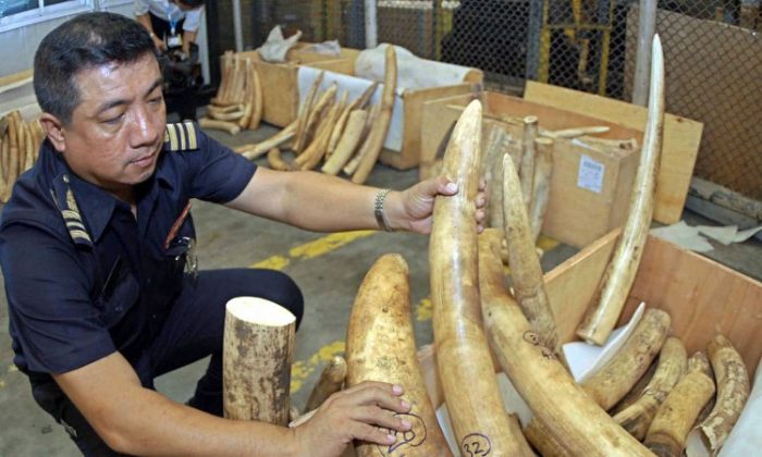 Five tons of ivory worth around $14 million wait to be burnt on June 27, 2011, in Libreville, Gabon, to mark his government’s commitment to battling poachers and saving elephants. (Wils Yanick Maniengui/AFP/GettyImages)