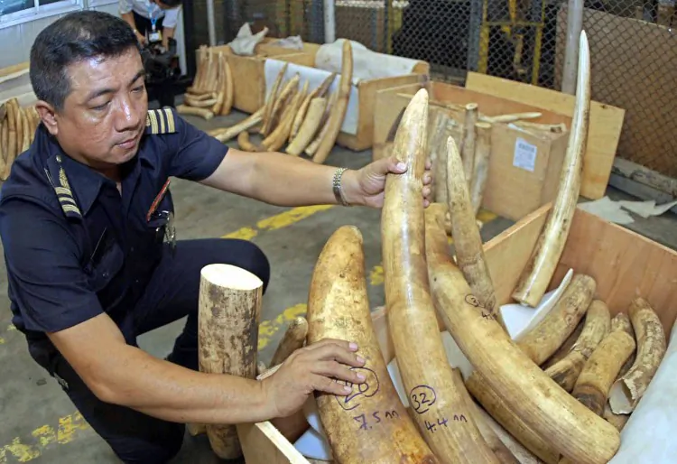 Five tons of ivory worth around $14 million wait to be burnt on June 27, 2011, in Libreville, Gabon, to mark his government’s commitment to battling poachers and saving elephants. (Wils Yanick Maniengui/AFP/GettyImages)