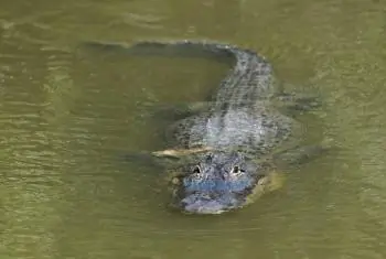 Wildlife Officials Use Craigslist to Bust Reptile Dealers