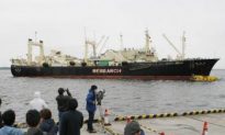 Japanese Whaling Fleet’s Inglorious Retreat Draws Criticism