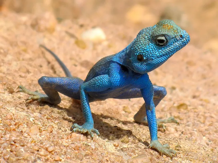 The Sinai Agama or blue rock agamid. (Ester Inbar/Wikimedia Commons)