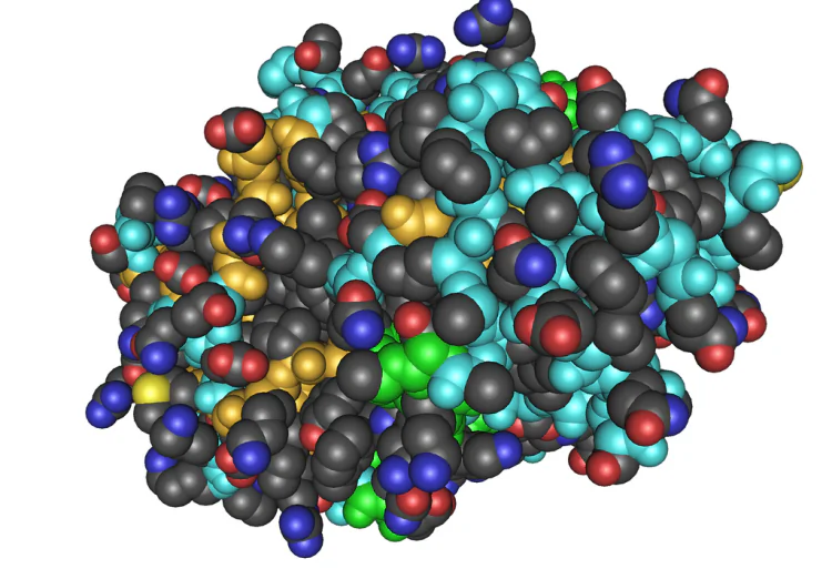 A thrombin molecule. Thrombin and tannic acid are being used by MIT researchers to coat sponges, resulting in instant blood-clotting dressings. (Nevit Dilmen/Wikimedia Commons)