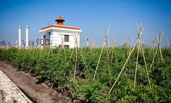 Rooftop Farm Helps Relieve Sewage Overflows