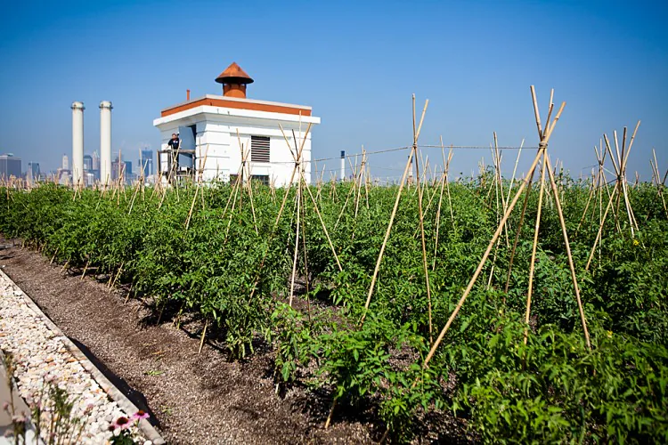 Brooklyn Grange CEO Ben Flanner (Amal Chen/The Epoch Times)