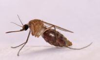 Bacteria on Skin Affects Attractiveness to Mosquitoes