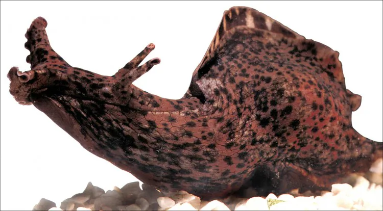 A new learning method tested on sea snails may help enhance memory. (Columbia University)