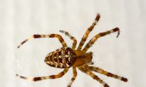 Smart Spiderlings Have Brainy Legs