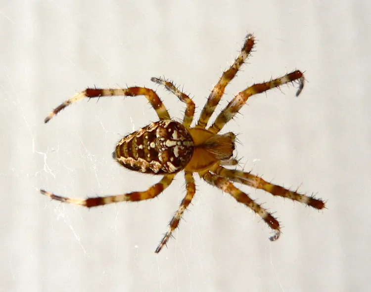 Research finds that small spiders' brains can extend to their legs. (Patrick Clenet/Wikimedia Commons)