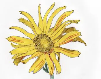 Overexertion Treated by Homeopathy
