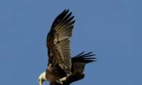 Bald Eagles Starving After Poor Salmon Run