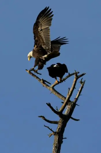 AT RISK: A pair of bald eagles perch on a tree near English Bay, Vancouver, in March 2009. A weak chum salmon run has left British Columbian eagles struggling for survival.  (Doug Pensinger/Getty Images)