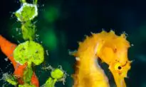 SCIENCE IN PICS: Thorny Babies Onboard