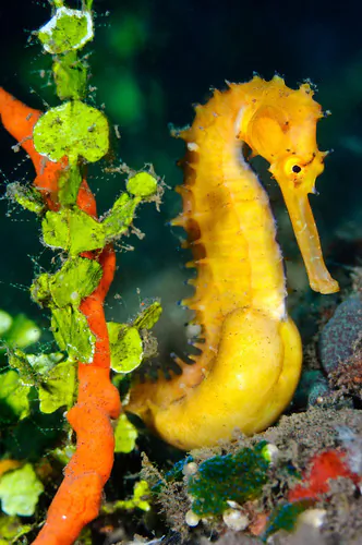 Pregnant male thorny seahorse at Seraya in Bali. (Matthew Oldfield)