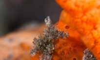 SCIENCE IN PICS: The Lure of the Painted Frogfish