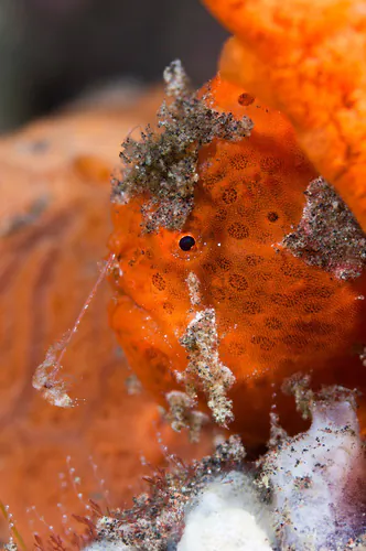 Painted frogfish using its lure at Seraya, Indonesia. (Matthew Oldfield)