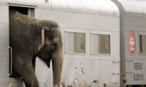 Paraguay Joins Trend to Ban Wild Animals in Circuses