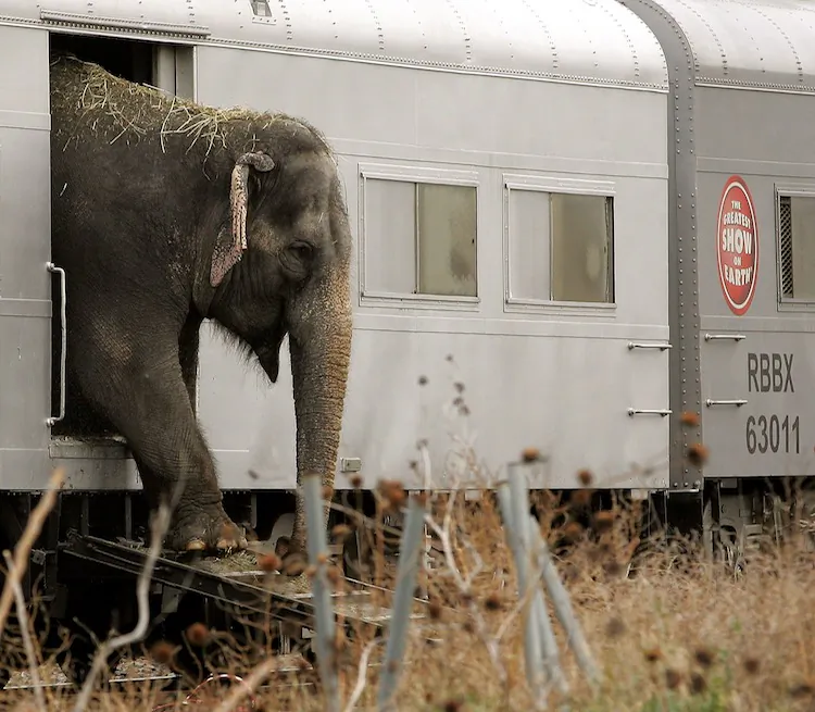 A Ringling Bros. and Barnum & Bailey circus elephant exits its train car as it prepares to participate in the walk to the United Center Nov. 14, 2005 in Chicago, Illinois. (Tim Boyle/Getty Images)