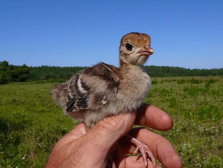 A male turkey. (Stephanie Lam/The Epoch Times)