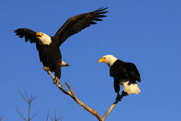 A pair of bald eagles perched on a branch. The American Bald Eagle species is flourishing in the Northwestern United States, but lasting effects of past threats to their survival remain. (Dave Menke/U.S. Fish and Wildlife Service)