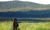 Native Tribes in Southeast Alaska Await Owed Land