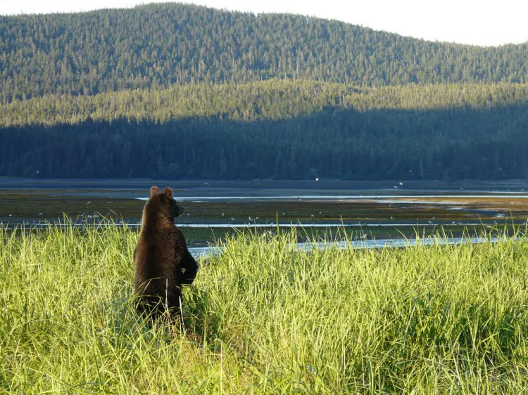 Visitors look at wildlife through binoculars in the Tongass National Forest on July 13, 2007. (Photo courtesy of the US Forest Service; Tongass National Forest photo library)