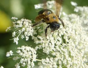 ‘Bee-ing’ in a Complex World