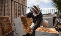 Plenty of Learning Options for New Wave of Urban Beekeepers