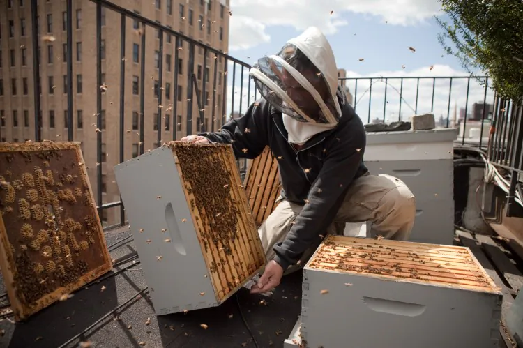 A hands-on NYC Beekeeping training session. (Courtesy of New York City Beekeeping)