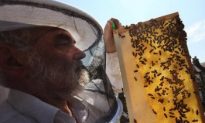 Bee Colony Collapse Disorder to Be Addressed by the European Commission
