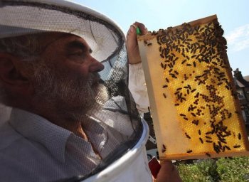 Beekeeper and chairman of The London Beekeepers Association John Chapple installs a new beehive on an urban rooftop garden in Islington, in London, England. The European Commission is attempting to address a disease called the colony collapse disorder plaguing beehives across Europe. ( Dan Kitwood/Getty Images )