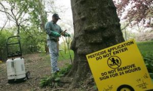 Beetle Deadly to Trees Found in Boston