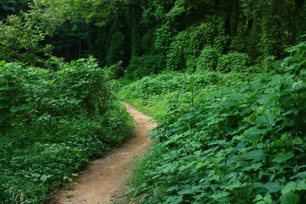 Kudzu Moderates Addictions