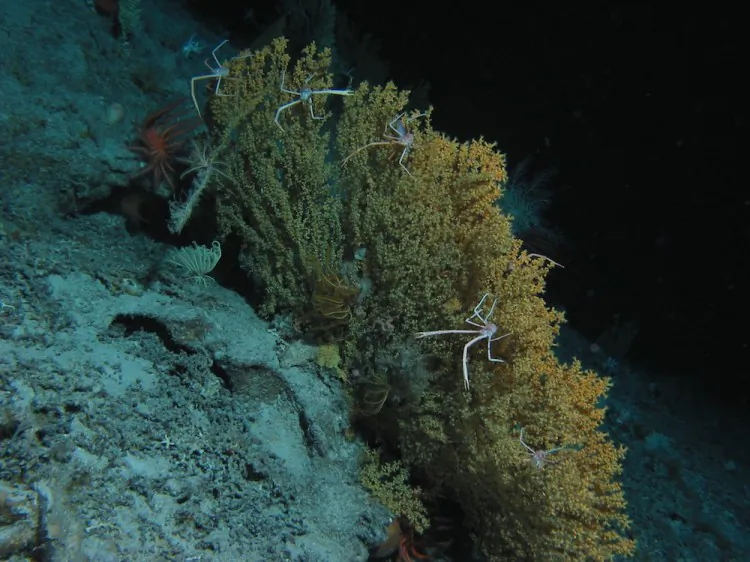 Bioluminescence of the colonial zoantharian Gerardia sp., a key species at the site. (Duke University)