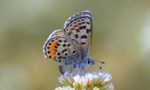 Butterflies Protected and Thriving at LAX