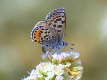 The El Segundo Blue Butterfly sitting on a clump of tiny flowers of the seacliff buckwheat shrub. (Dan Sanchez/The Epoch Times) The El Segundo Blue Butterfly sitting on a clump of tiny flowers of the seacliff buckwheat shrub. (Dan Sanchez/The Epoch Times)