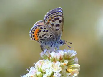 Butterflies Protected and Thriving at LAX