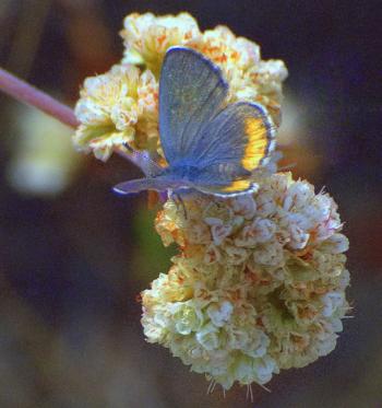 A Male with the the blue coloring on top of its wings. Females have a brown color on top of their wings. (Dan Sanchez/The Epoch Tiimes) A Male with the the blue coloring on top of its wings. Females have a brown color on top of their wings. (Dan Sanchez/The Epoch Tiimes)