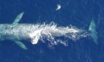 Blue Whales’ Lower-Pitch Songs Signal Population Increase